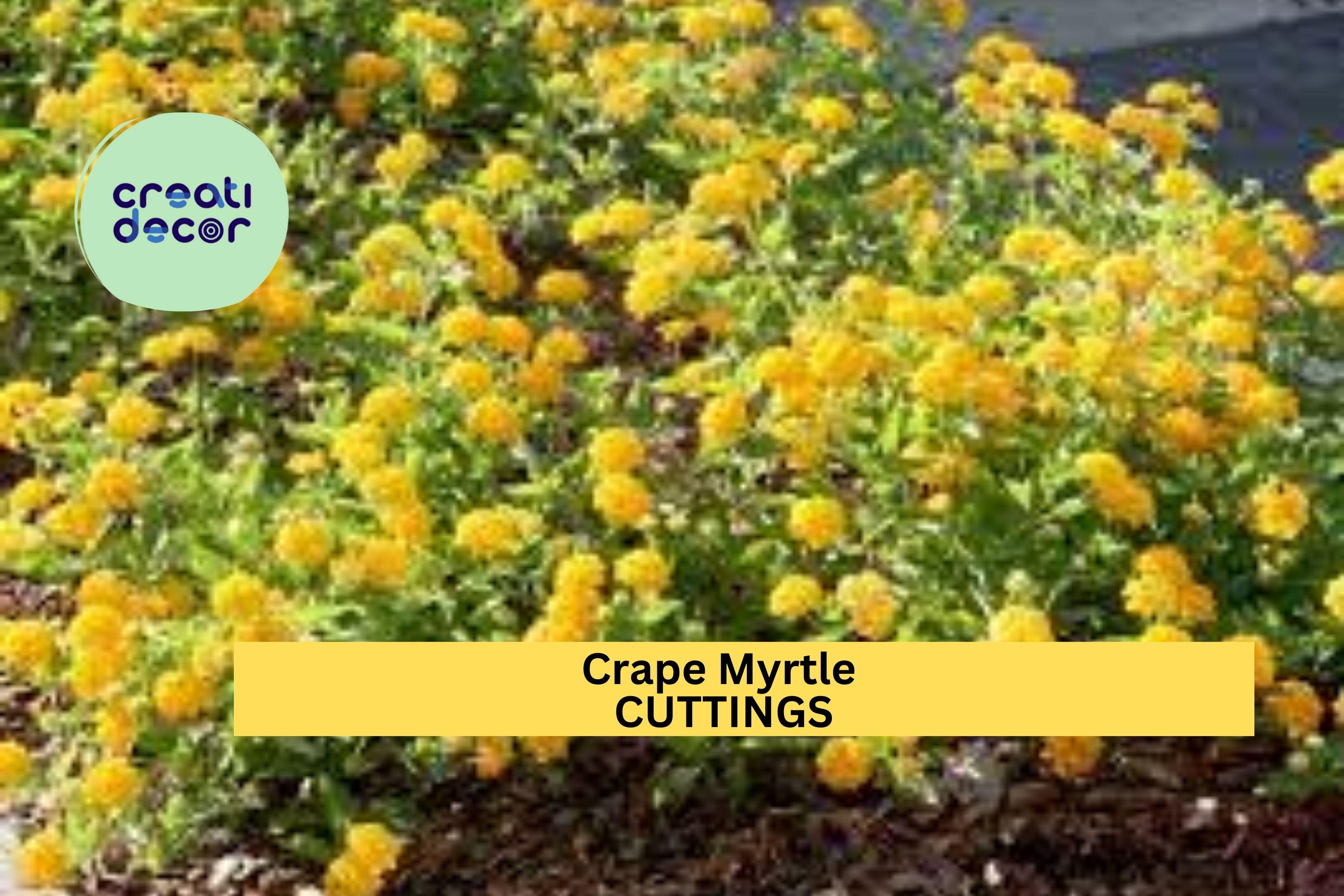 7 Live Stems for Rooting - Crape Myrtle Cuttings , Fast Growing Lagerstroemia Plant, Summer Flowering Shrub or Small Tree for Garden