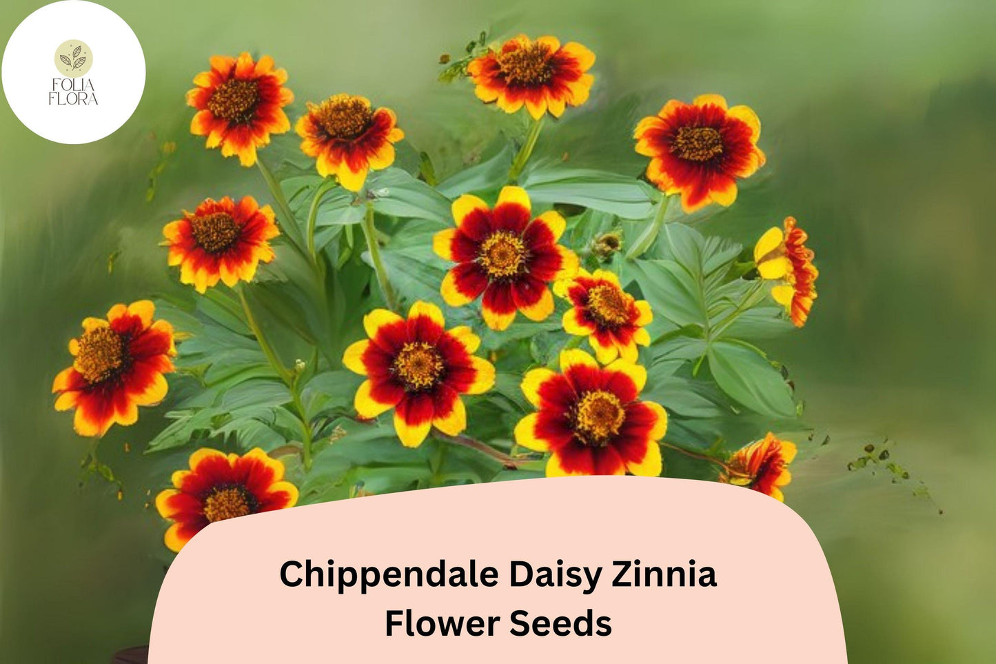 100+ Chippendale Daisy Zinnia Seeds – Classic Daisy-Like Blooms for Summer Gardens & Borders