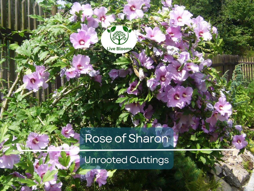 Set of 10 Unrooted Rose of Sharon Cuttings - Mix of White & Purple Hibiscus syriacus - Perfect for Planting, Grafting, and Propagation
