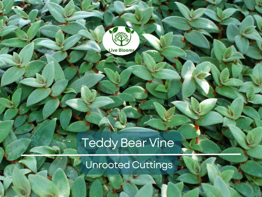4 Teddy Bear Vine Unrooted Cuttings, Cissus Discolor, Trailing Vine, Tropical Houseplant, Perfect for Rooting, Easy Care, Decorative Plant