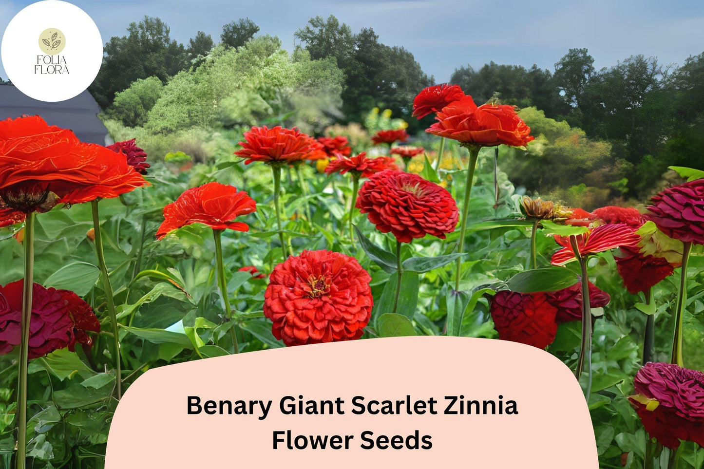 100+ Benary Giant Scarlet Zinnia Seeds – Tall Scarlet-Red Blooms for Cut Flowers & Summer Gardens