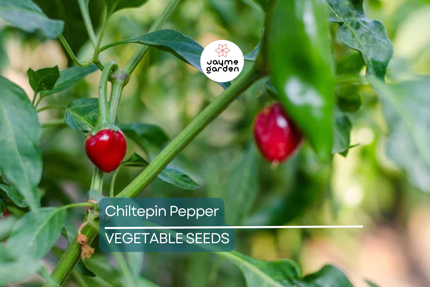 25 Chiltepin Pepper Seeds - Wild Hot Pepper, 50,000-250,000 SHU, 3-4 Ft Tall, Non-GMO, USA Seller