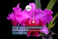 Lc Mini Purple 'Lea' x Pot Oconee Circle 'Lone Jack' Orchid | Live Starter Plant | Tropical Purple Blooms | Potted 3-Inch