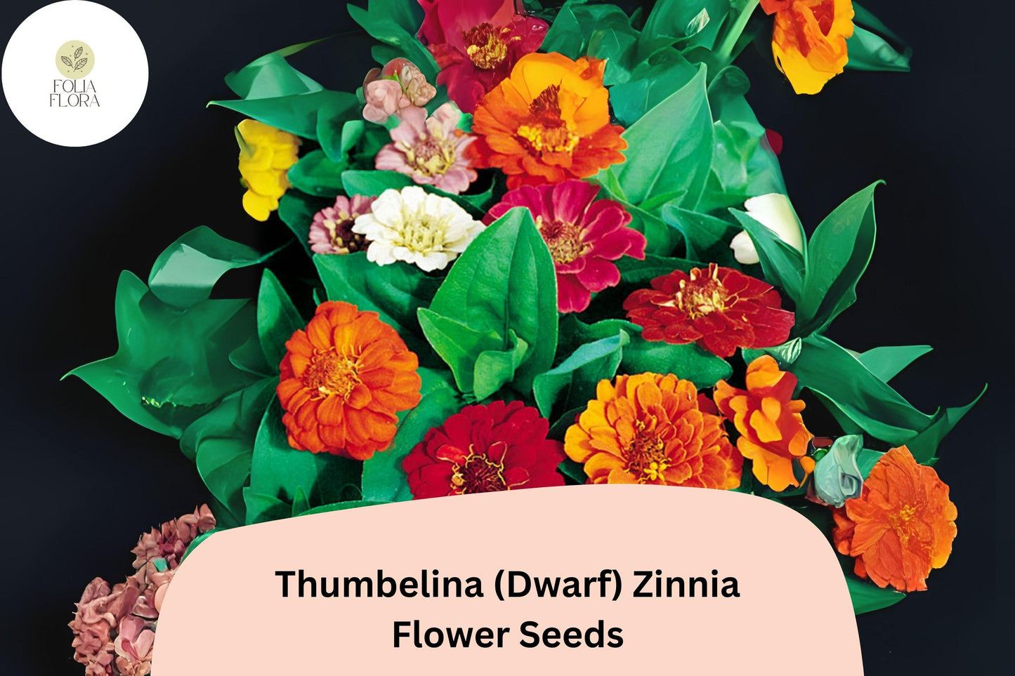 100+ Thumbelina Dwarf Zinnia Seeds – Compact Non-GMO Annual Flowers for Garden Planting, Pots & Borders