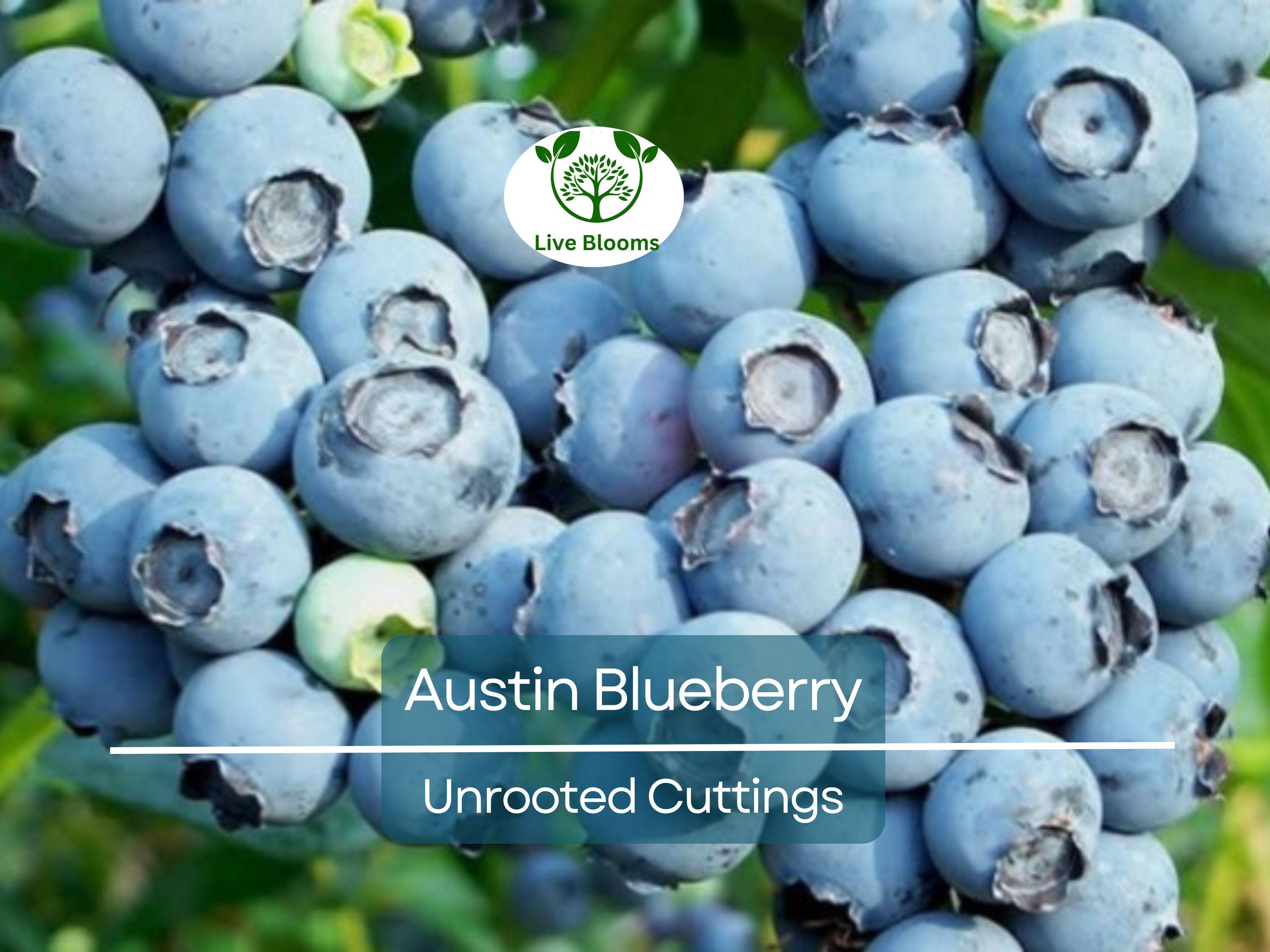 5 Austin Blueberry Live Cuttings 5-8" Unrooted Scion Fruit Tree, DIY Food Grow, Healthy Blueberry Plant for Home Garden, Homegrown Berries