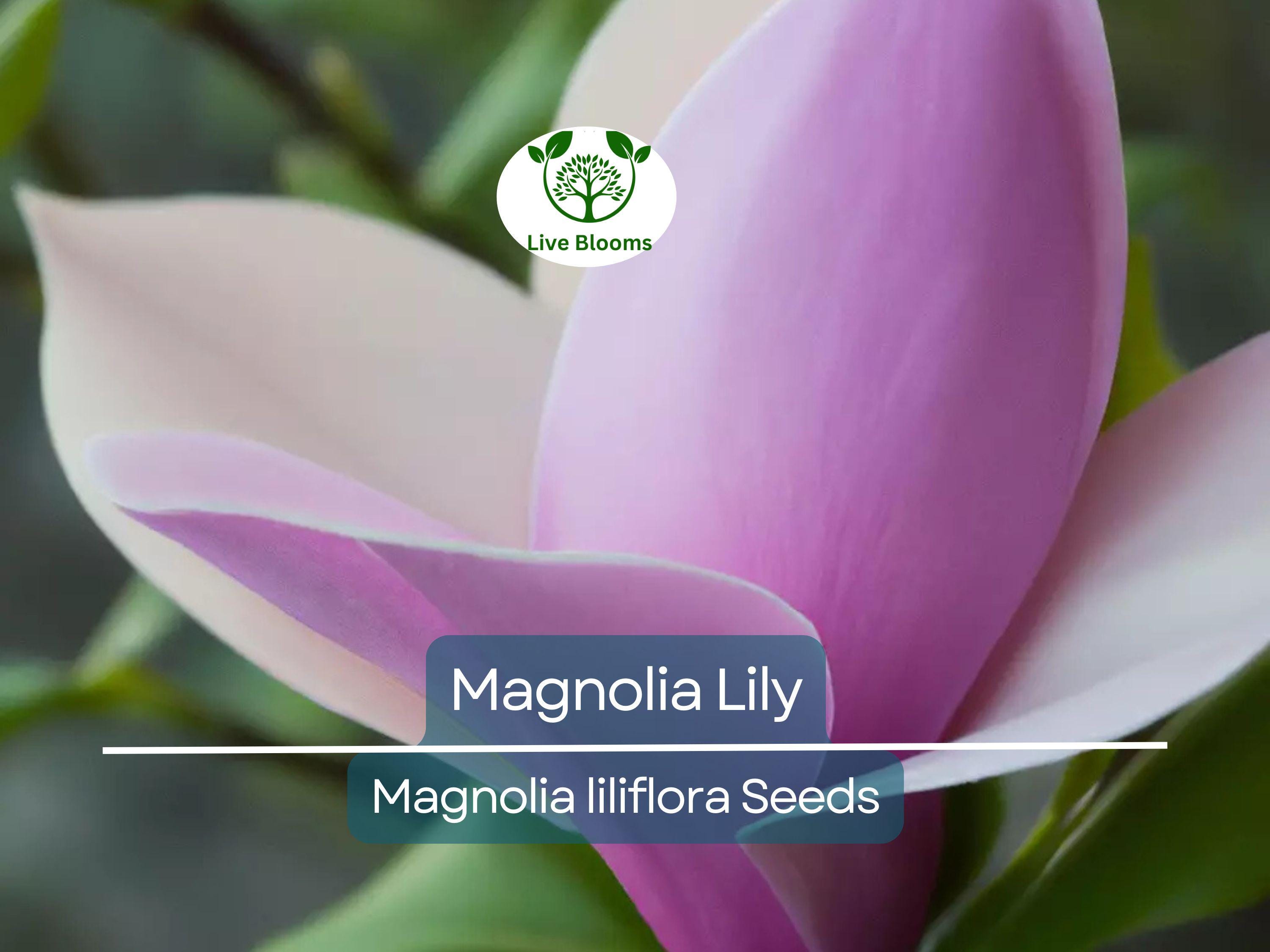 10 Magnolia Lily Seeds (Magnolia liliflora) | Pink Flowering Tree, Beautiful Blooms, Hardy Perennial for Garden & Landscape