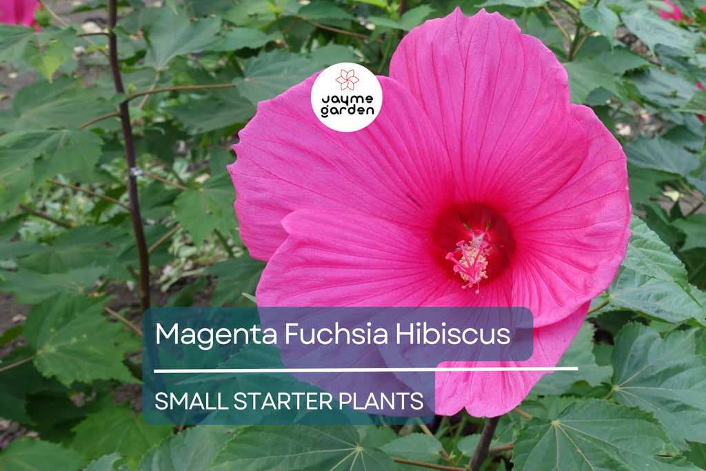 Exotic Magenta Fuchsia Hibiscus Starter Plant - Live Tropical Plant 2-5 Inches Tall - Bare Root Hibiscus for Gardens & Landscaping