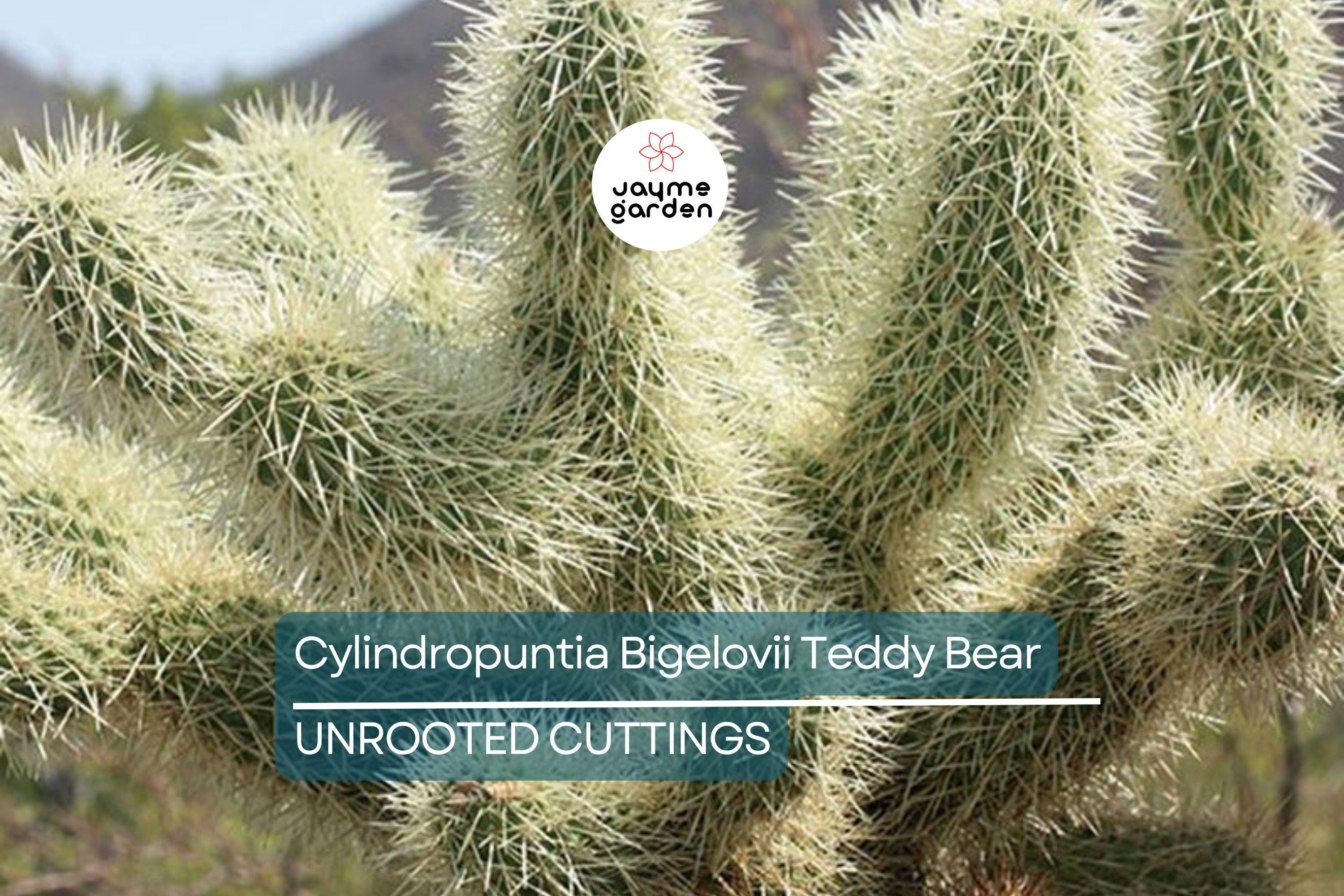 Cylindropuntia Bigelovii Teddy Bear Cholla Cactus Cutting Segment (3-5" Long)
