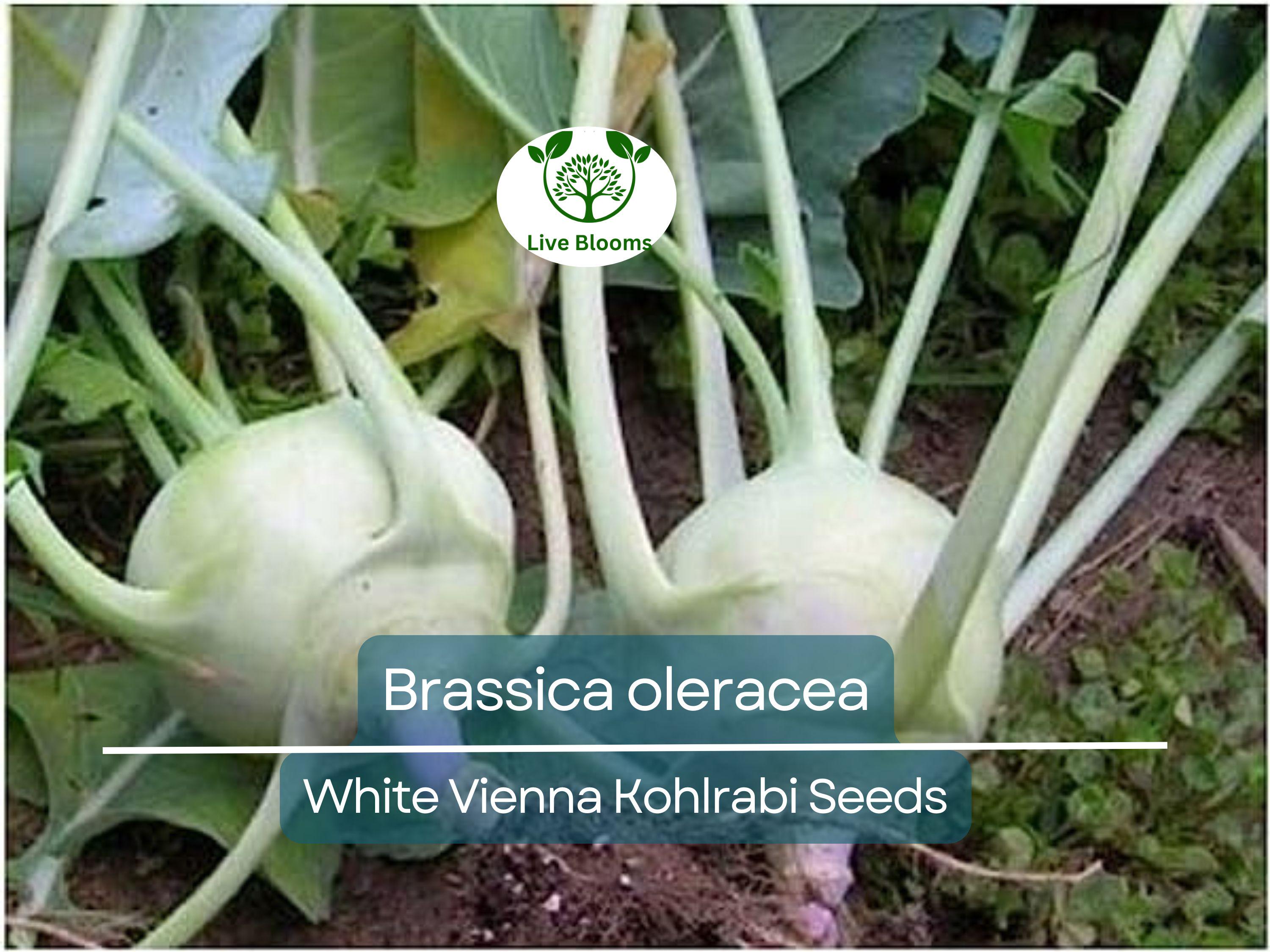 150 Seeds White Vienna Kohlrabi - Brassica oleracea, Heirloom Veggie, Non-GMO, Fast Growing, Nutritious, Easy to Grow for Gardeners