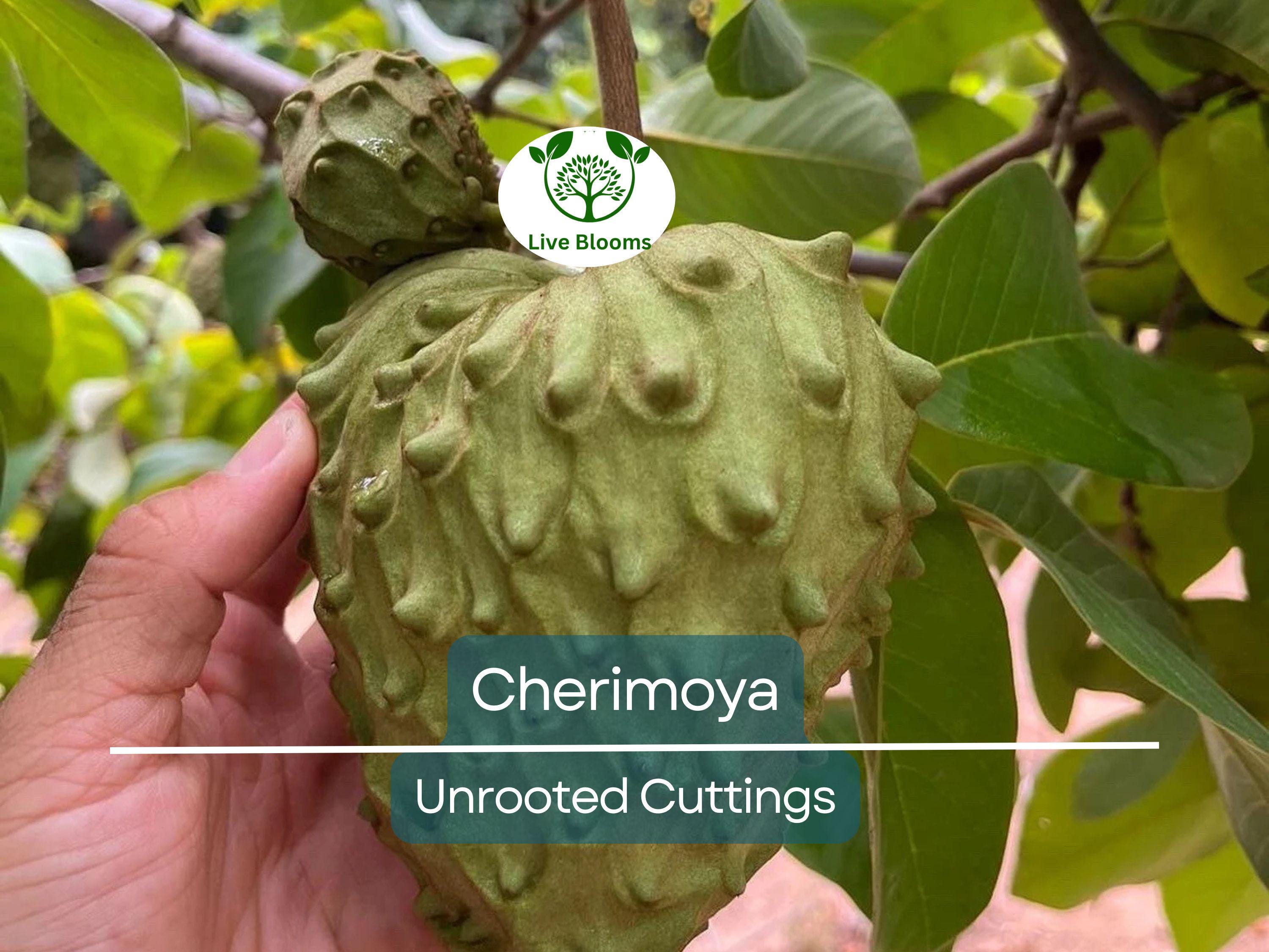 4 Pcs California Cherimoya Unrooted Cuttings for Rooting - Annona cherimola, Sweet Custard Fruit, Easy Propagation, Tropical Fruit Plant