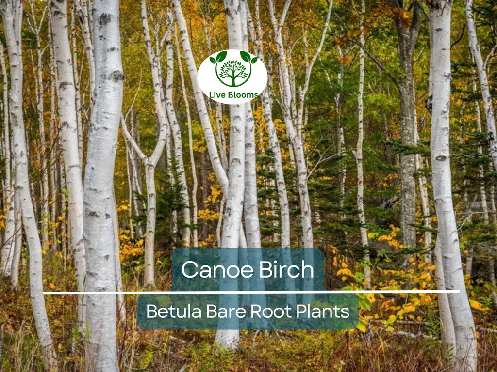 1 Canoe Birch Tree – Live Bare Root Plant – White Birch (Betula papyrifera) – Fast-Growing Shade Tree with Peeling Bark