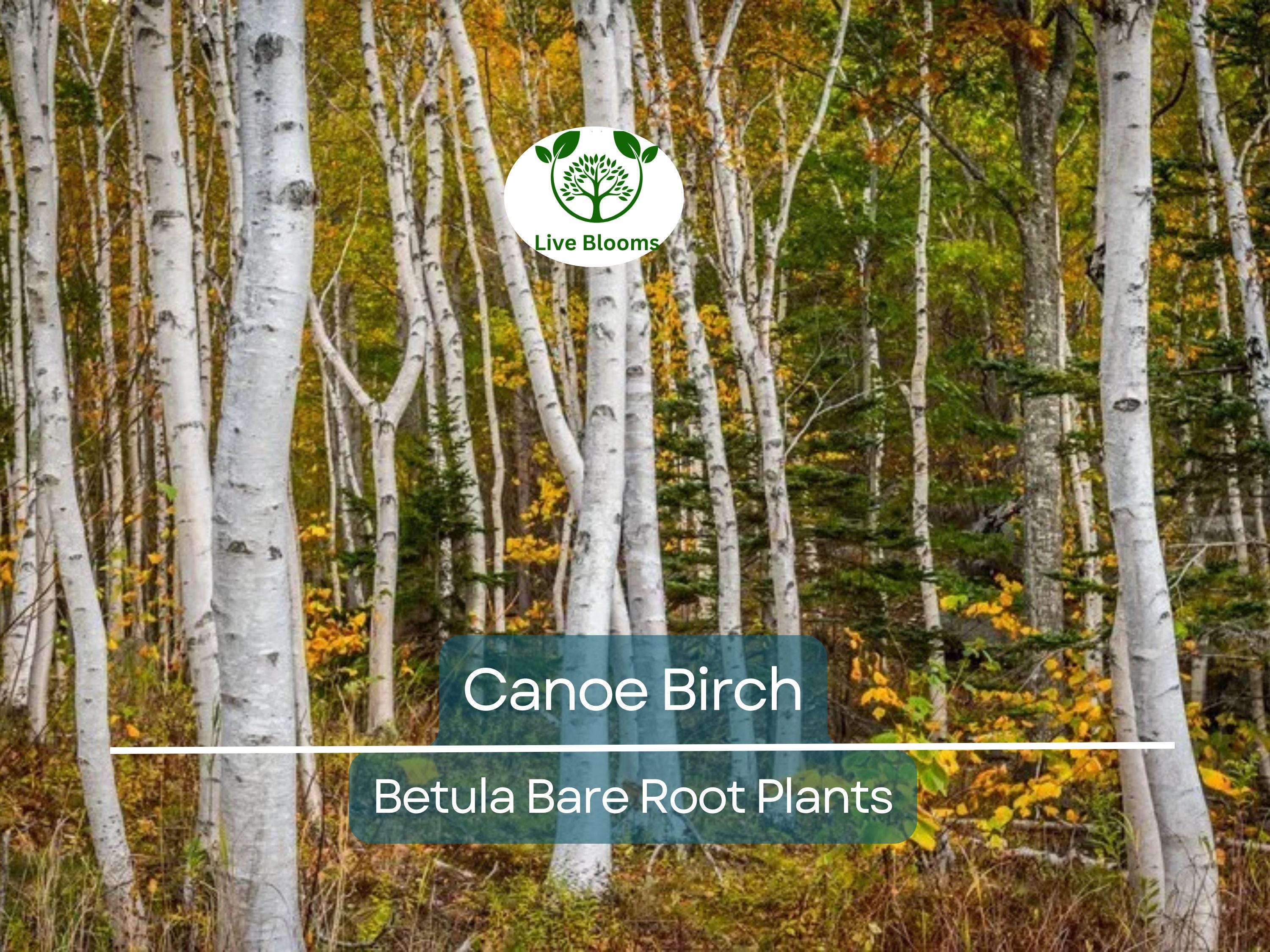 1 Canoe Birch Tree – Live Bare Root Plant – White Birch (Betula papyrifera) – Fast-Growing Shade Tree with Peeling Bark