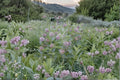 Asclepias syriaca – Common Milkweed | 15 Seeds | Native Milkweed Wildflower | Monarch Butterfly Host Plant
