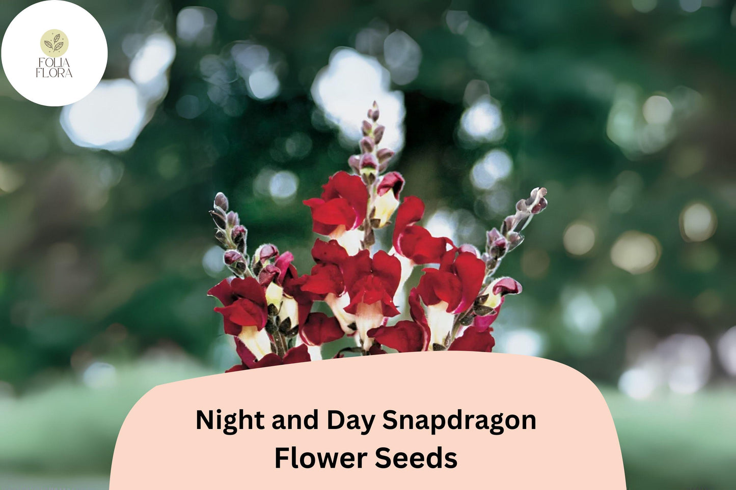 Antirrhinum majus Night and Day Snapdragon Seeds – 1000+ Unique Bi-Color Blooms for Garden & Cut Flowers