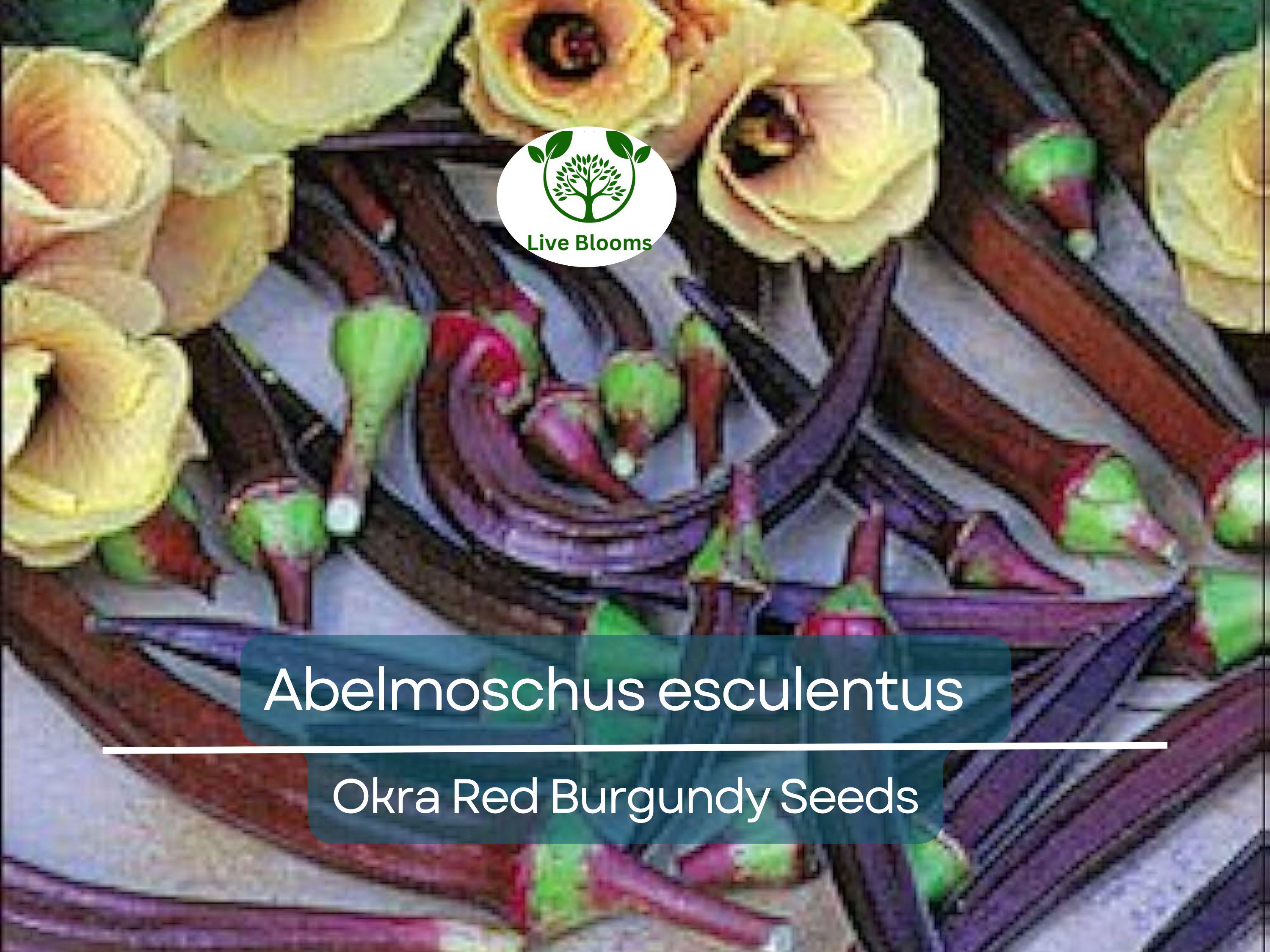 15 Seeds Okra Red Burgundy for Planting (Abelmoschus esculentus) - Vibrant, Red Okra for Home Gardens, Unique, Heat-Tolerant, High Yield