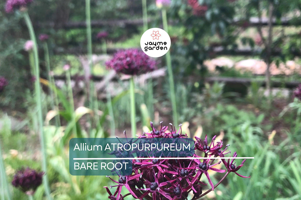 Allium Atropurpureum Bulbs - 6 Dark Purple Garlic Bulbs, Edible & Ornamental, Attracts Pollinators, USDA Zones 4-8