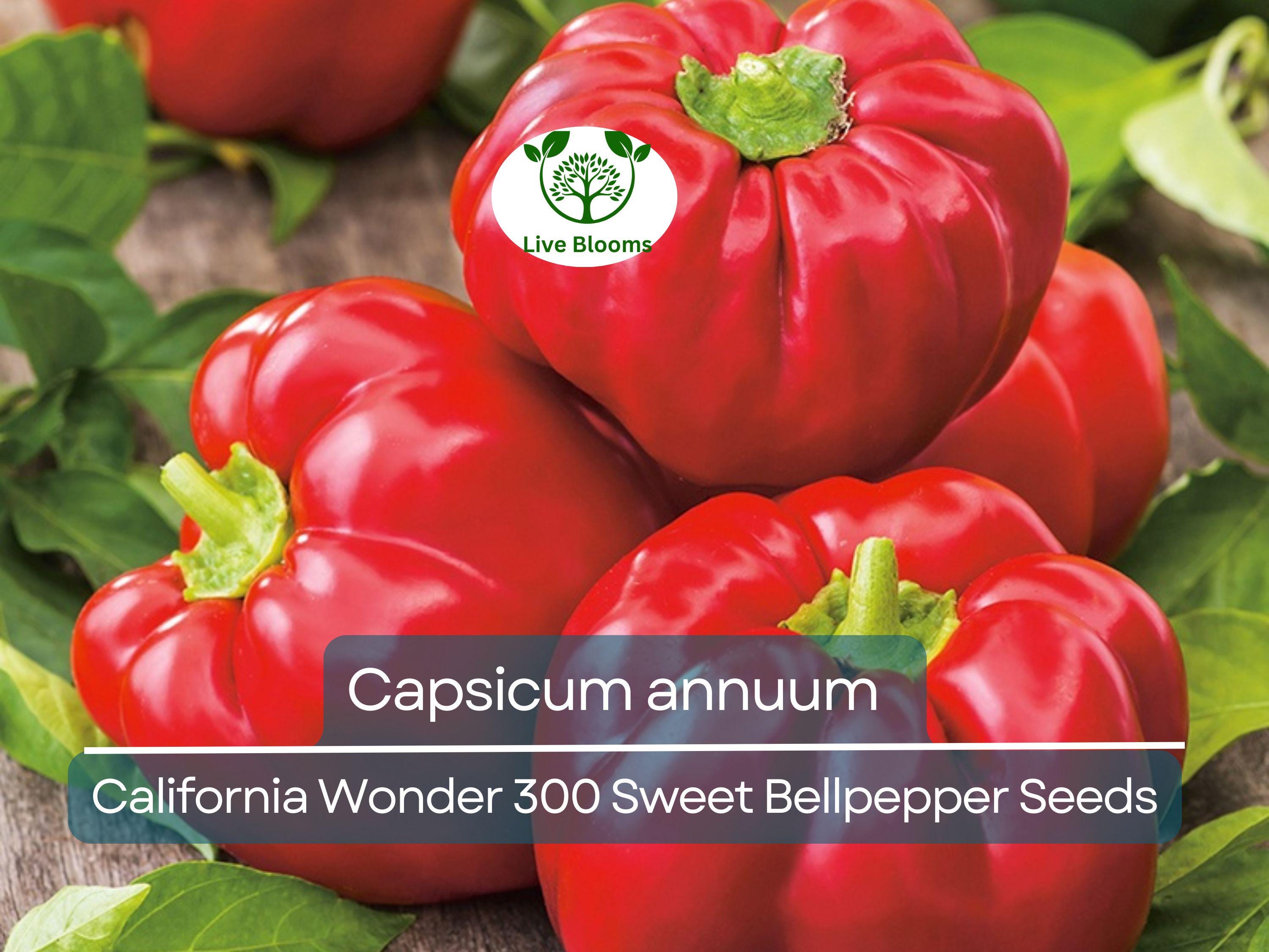 30 Seeds California Wonder 300 Sweet Bellpepper – Capsicum annuum | Heirloom Bell Peppers for Planting & Fresh Garden Harvests
