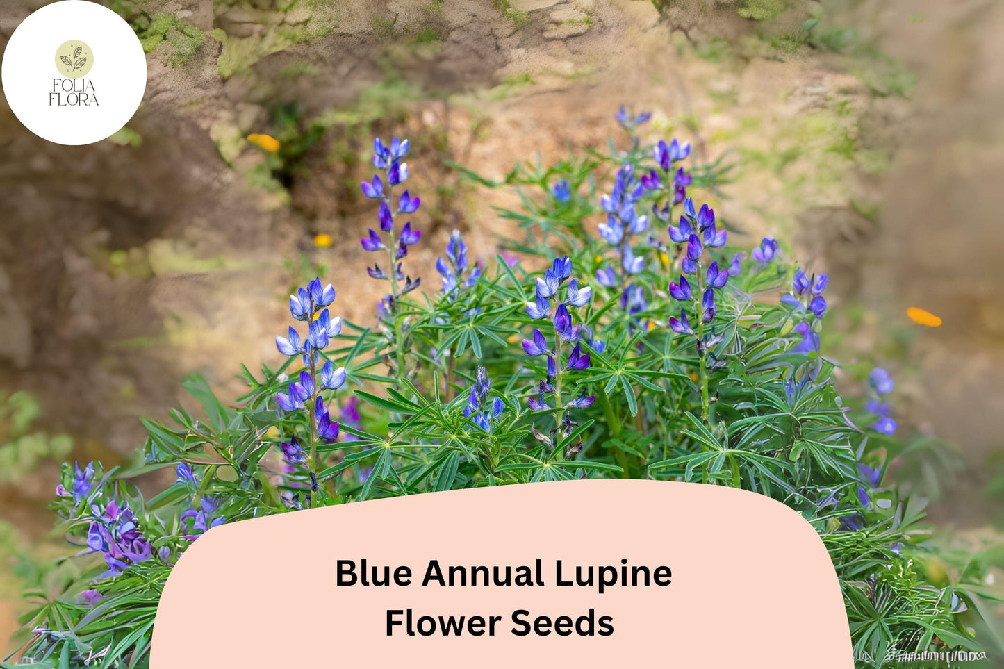 Lupinus angustifolius Blue Annual Lupine Seeds – 25+ Vibrant Wildflowers for Pollinators & Gardens