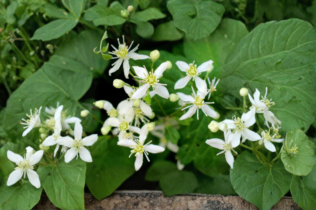 Virgin’s Bower – Clematis virginiana 50 Seeds | Native Climbing Vine | Open-Pollinated
