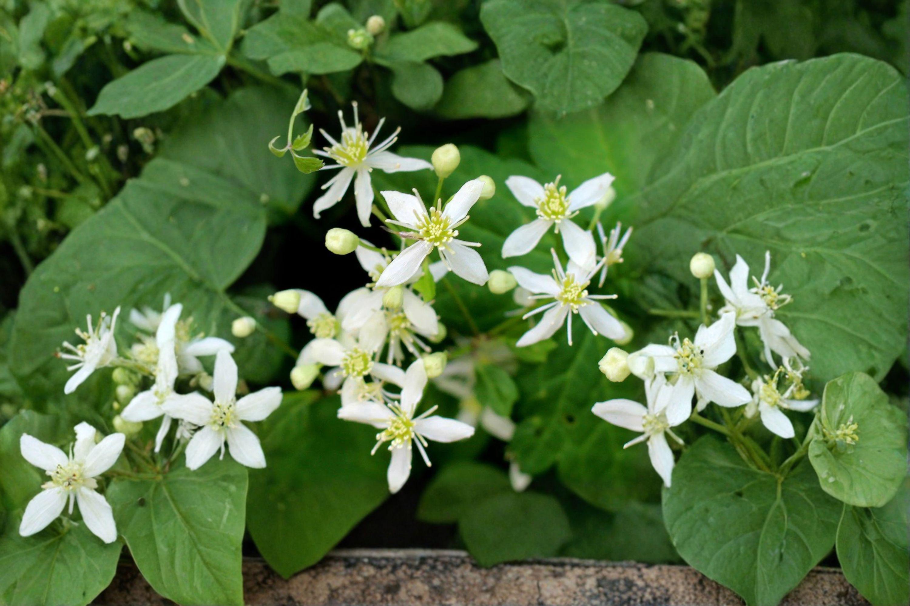 Virgin’s Bower – Clematis virginiana 50 Seeds | Native Climbing Vine | Open-Pollinated