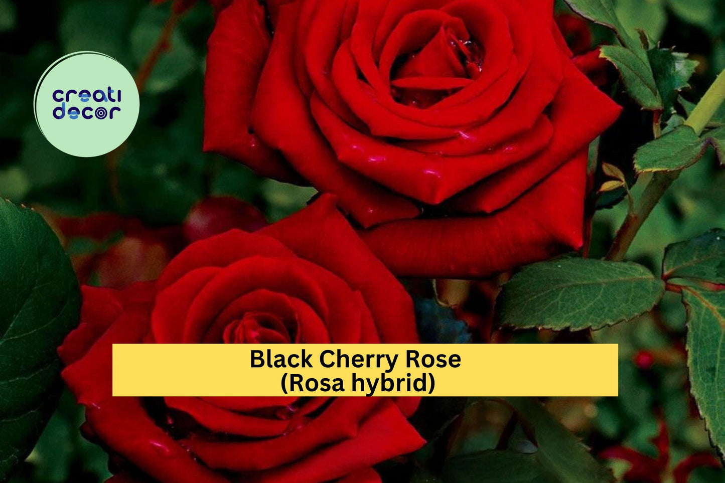 Black Cherry Rose Cuttings (3 Pack) – Rare Heirloom Rosa Hybrid for Rooting or Grafting – Deep Red Blooming Rose Variety