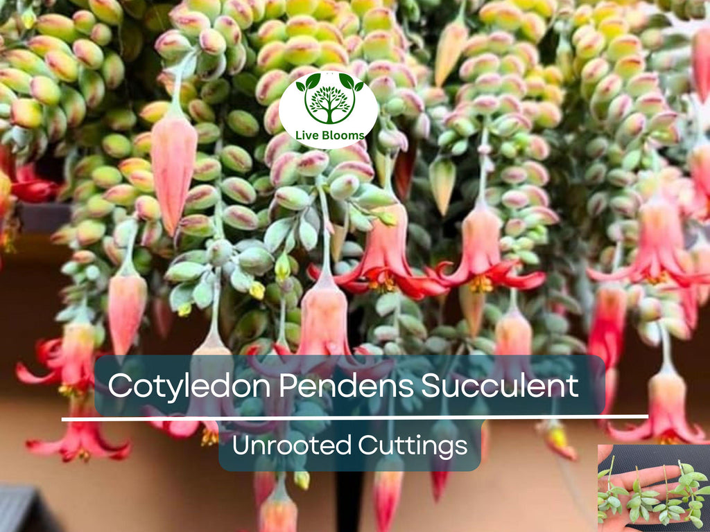 4 Unrooted Cotyledon Pendens Succulent Cuttings - 3-4 inch Long - Easy Grow, Propagation Plants