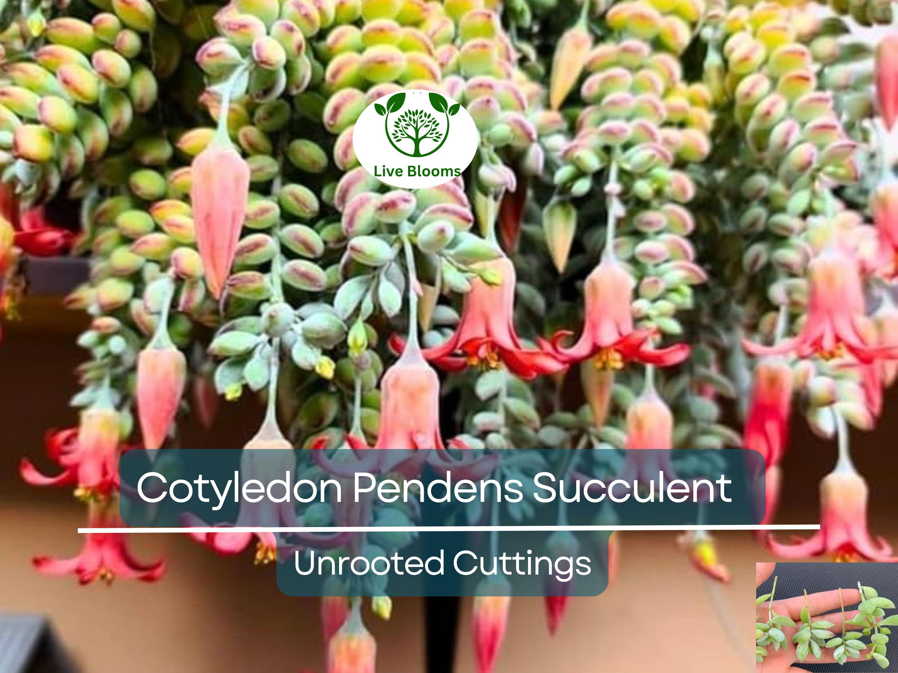 4 Unrooted Cotyledon Pendens Succulent Cuttings - 3-4 inch Long - Easy Grow, Propagation Plants