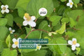 20 Live Bare Root Fish Mint Plants | Houttuynia Cordata | Asian Herb Diếp Cá | Medicinal & Edible | Fast-Growing