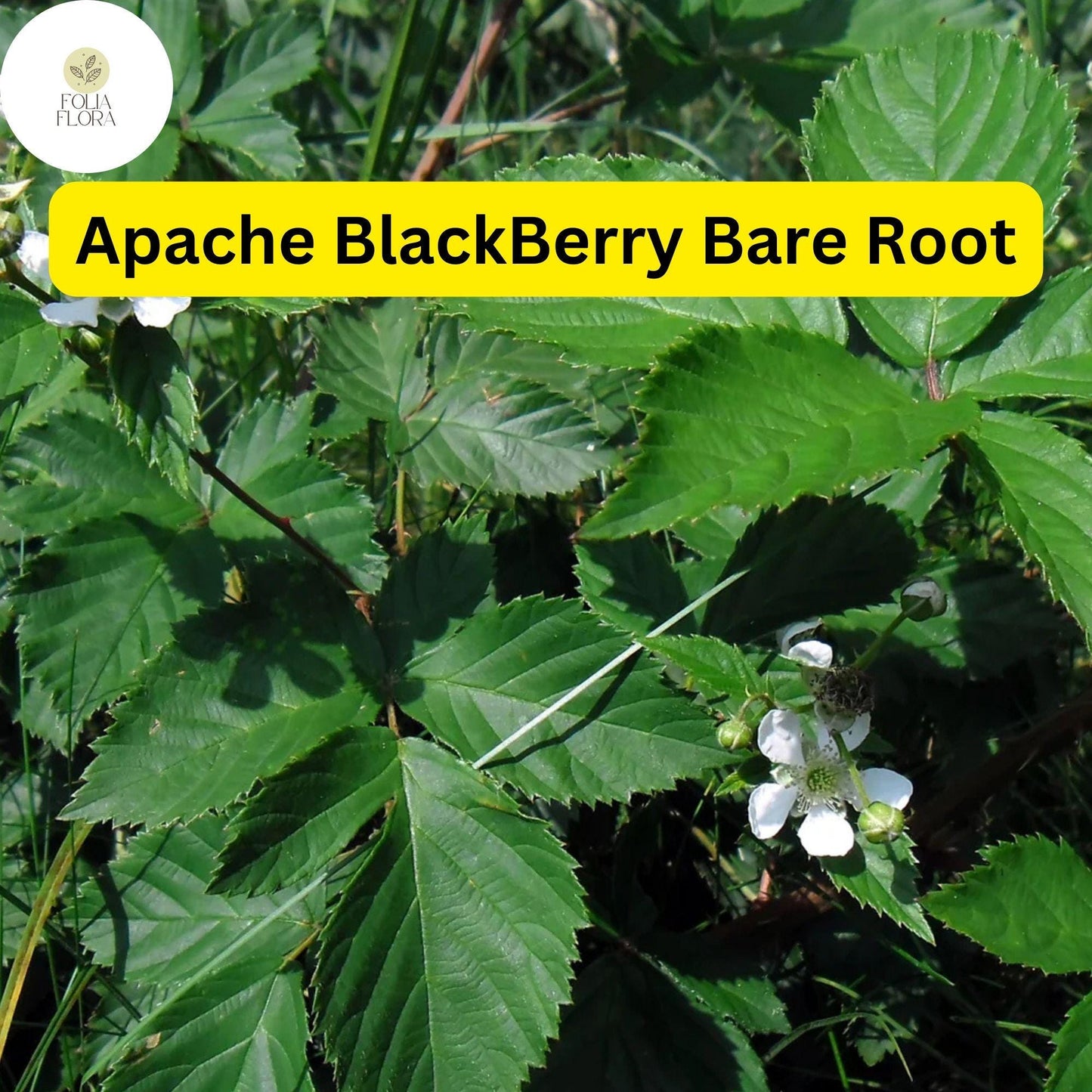 1 Live Bare Root Starter Plant Apache Thornless Blackberry Plant, Rubus, High-Yield Fruit Producer