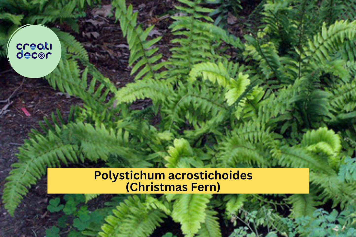 Christmas Fern Bare Root Plants – 5 Live Roots Polystichum acrostichoides, Hardy Perennial Shade Fern for Woodland Garden