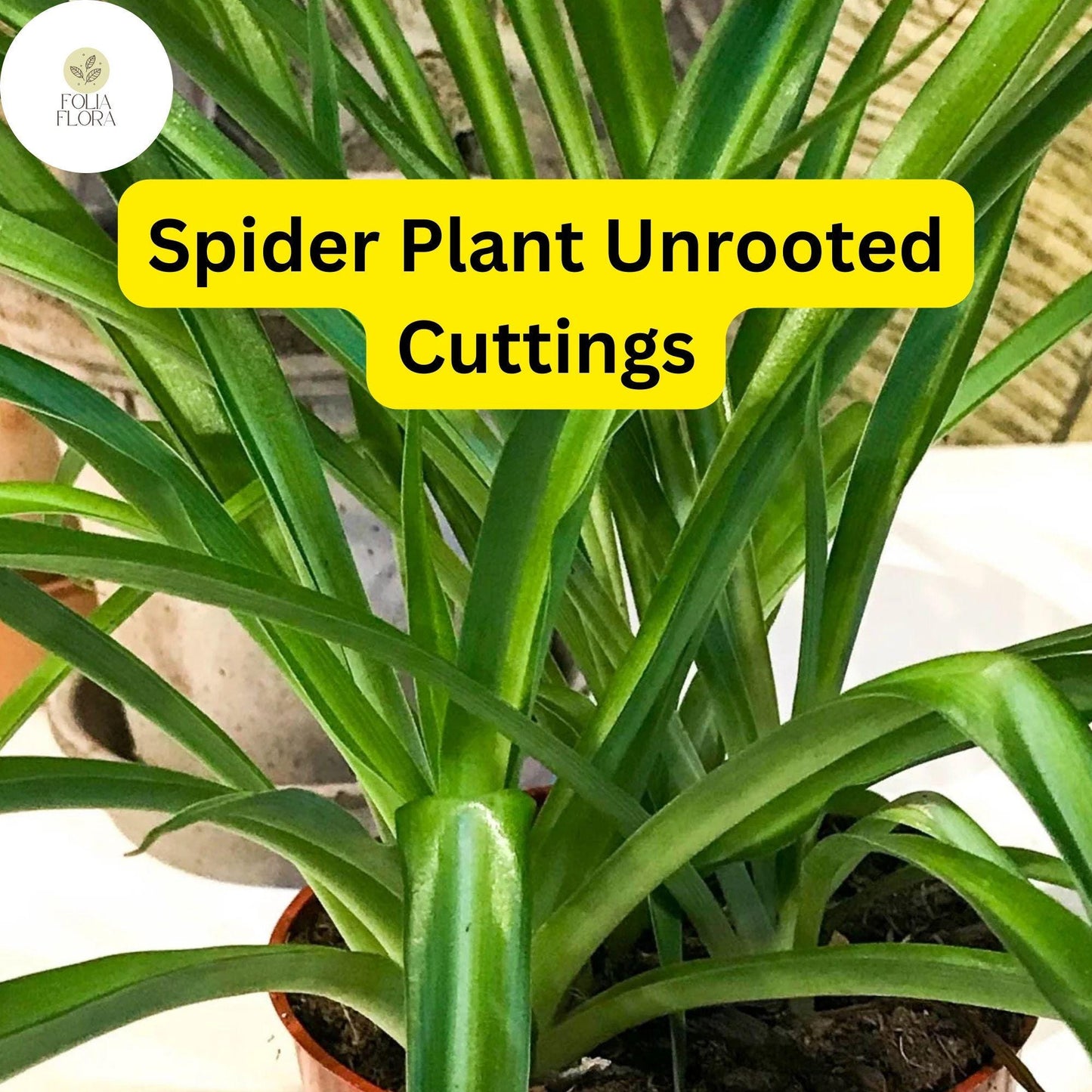 10 Spider Plants, Unrooted Cuttings, Chlorophytum comosum, Easy Care Indoor Air Purifier