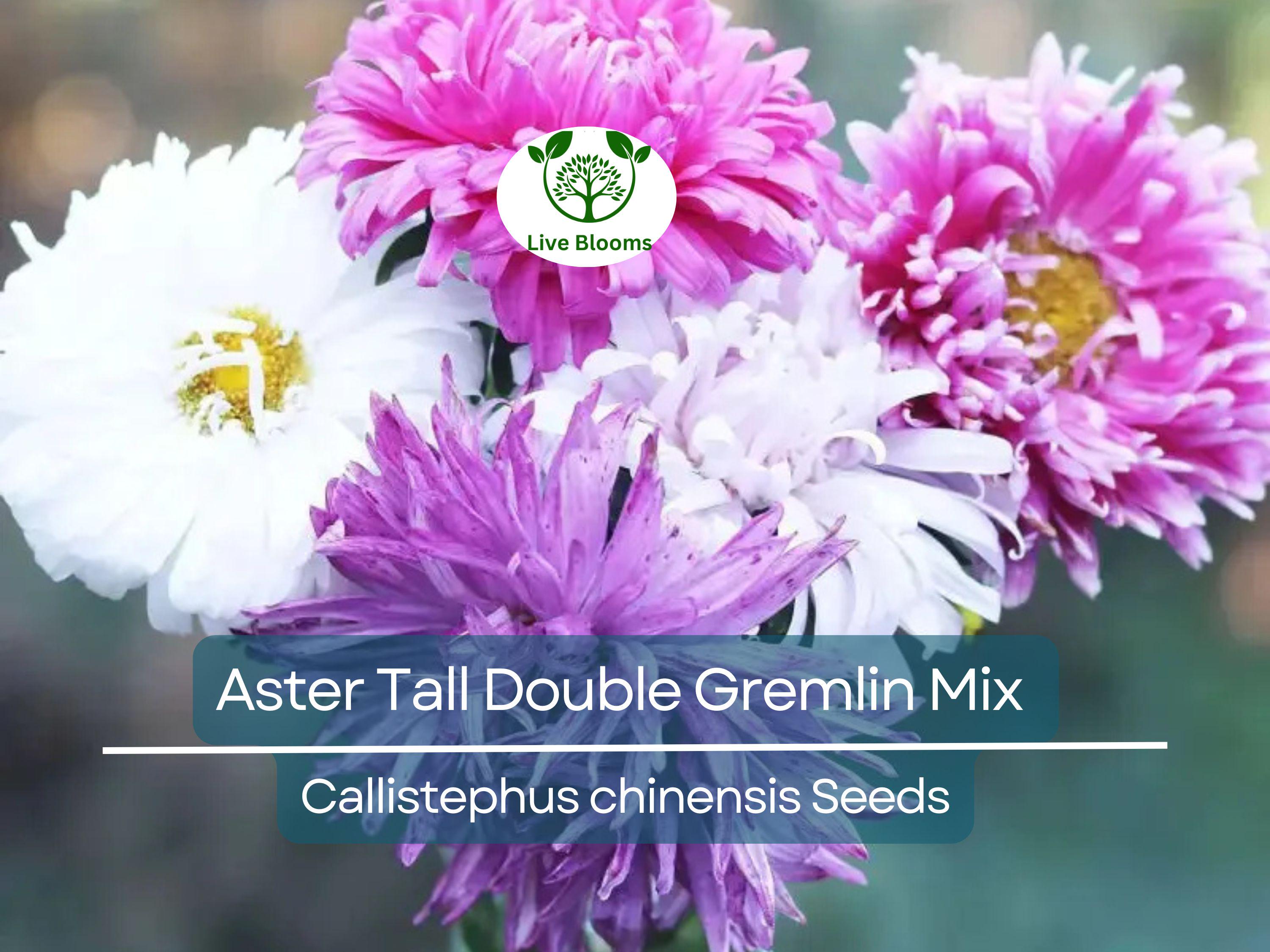 20 Seeds Aster Tall Double Gremlin Mix, Aster novi-belgii, Non-GMO 30" Cut Flowers, Sun/Part Shade Perennial, Vibrant Garden Blooms