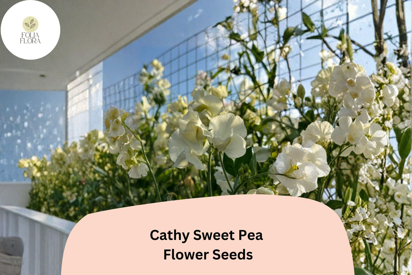 50+ Cathy Sweet Pea Seeds | Yellow Cream Climbing Flowers for Trellis & Garden