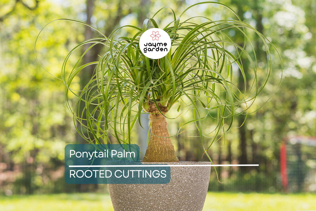 Beaucarnea Multi | Ponytail Palm | Rooted Cutting in 2" Pot | Air-Purifying Low-Maintenance Houseplant