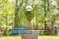Beaucarnea Multi | Ponytail Palm | Rooted Cutting in 2" Pot | Air-Purifying Low-Maintenance Houseplant