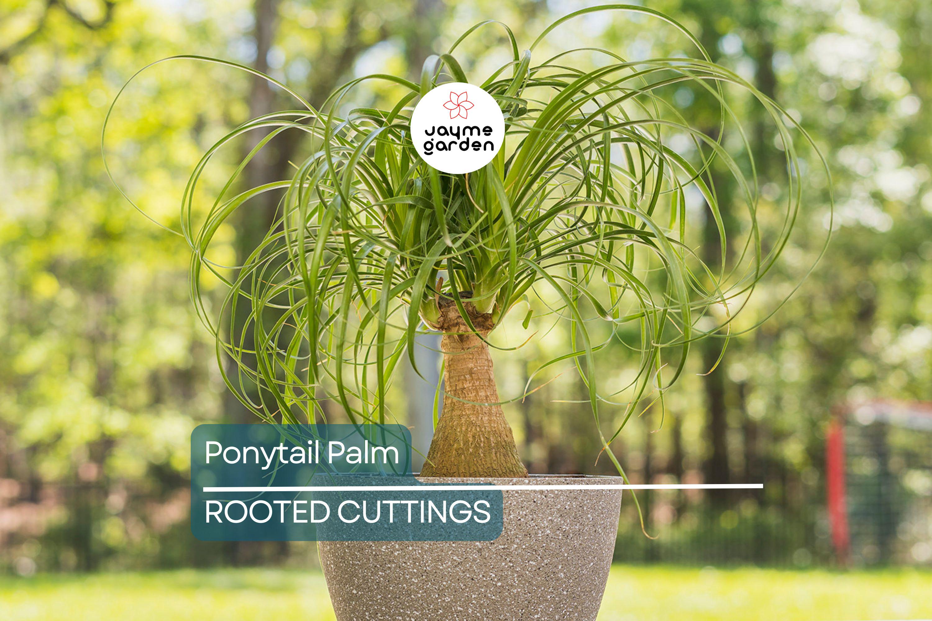 Beaucarnea Multi | Ponytail Palm | Rooted Cutting in 2" Pot | Air-Purifying Low-Maintenance Houseplant