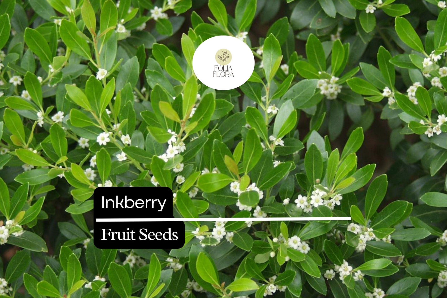 Inkberry Seeds (Ilex glabra) | 25 Seeds | Evergreen Shrub for Wildlife & Year-Round Interest
