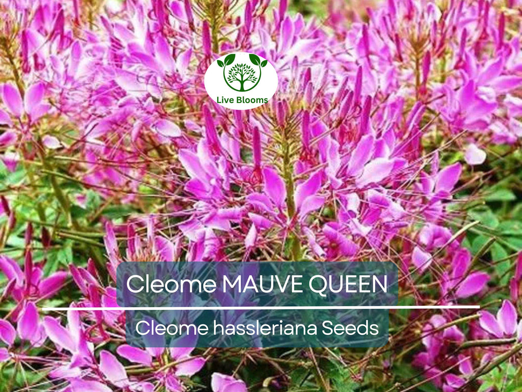 200 Seeds Cleome MAUVE QUEEN Spider Plant, Non-GMO, Fall Planting, Pollinator-Friendly, Cleome hassleriana, Vibrant Flowers
