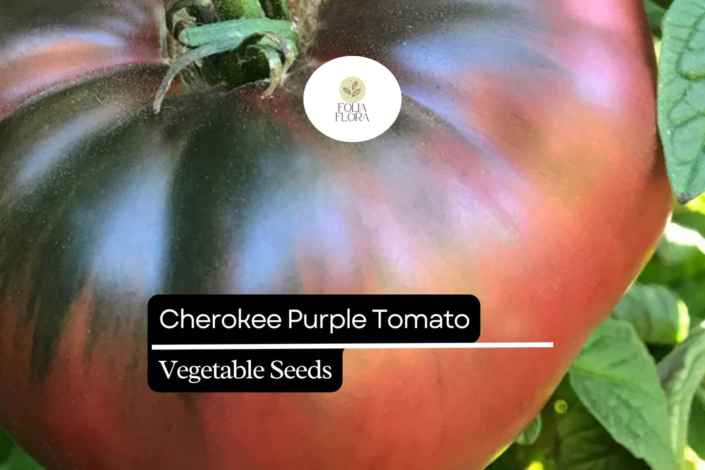 30 Seeds Cherokee Purple Tomato (Solanum lycopersicum) - Heirloom Tomato with Rich Flavor, Perfect for Slicing and Salads