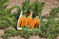 Carrot – Tendersweet 300 Seeds | Heirloom Carrot | Extra Long Roots | Sweet & Juicy Flavor