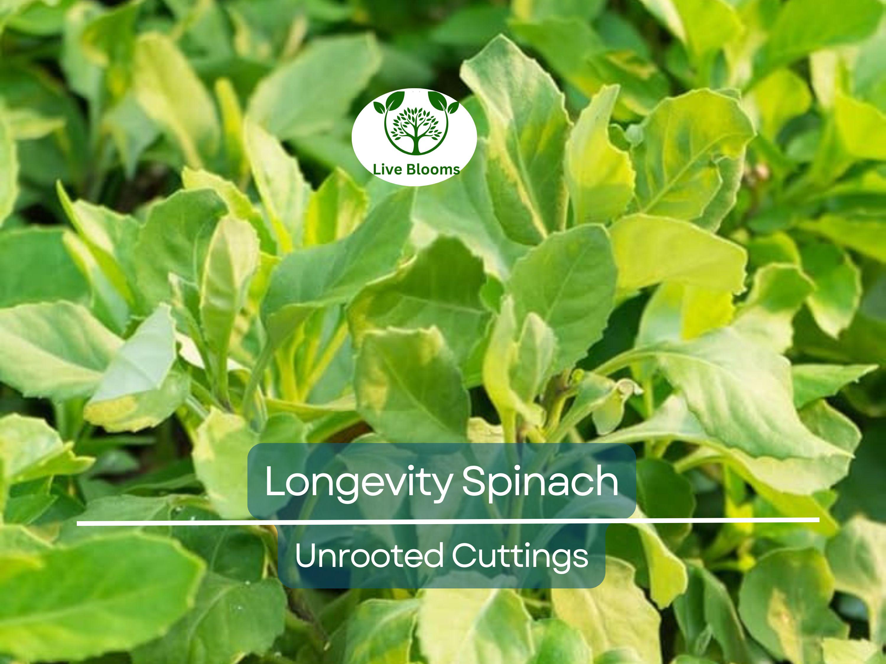 5 Longevity Spinach Gynura Procumbens Unrooted Cuttings 4" - Edible, Nutrient-Rich, Easy to Grow, Tropical Superfood, for Propagation