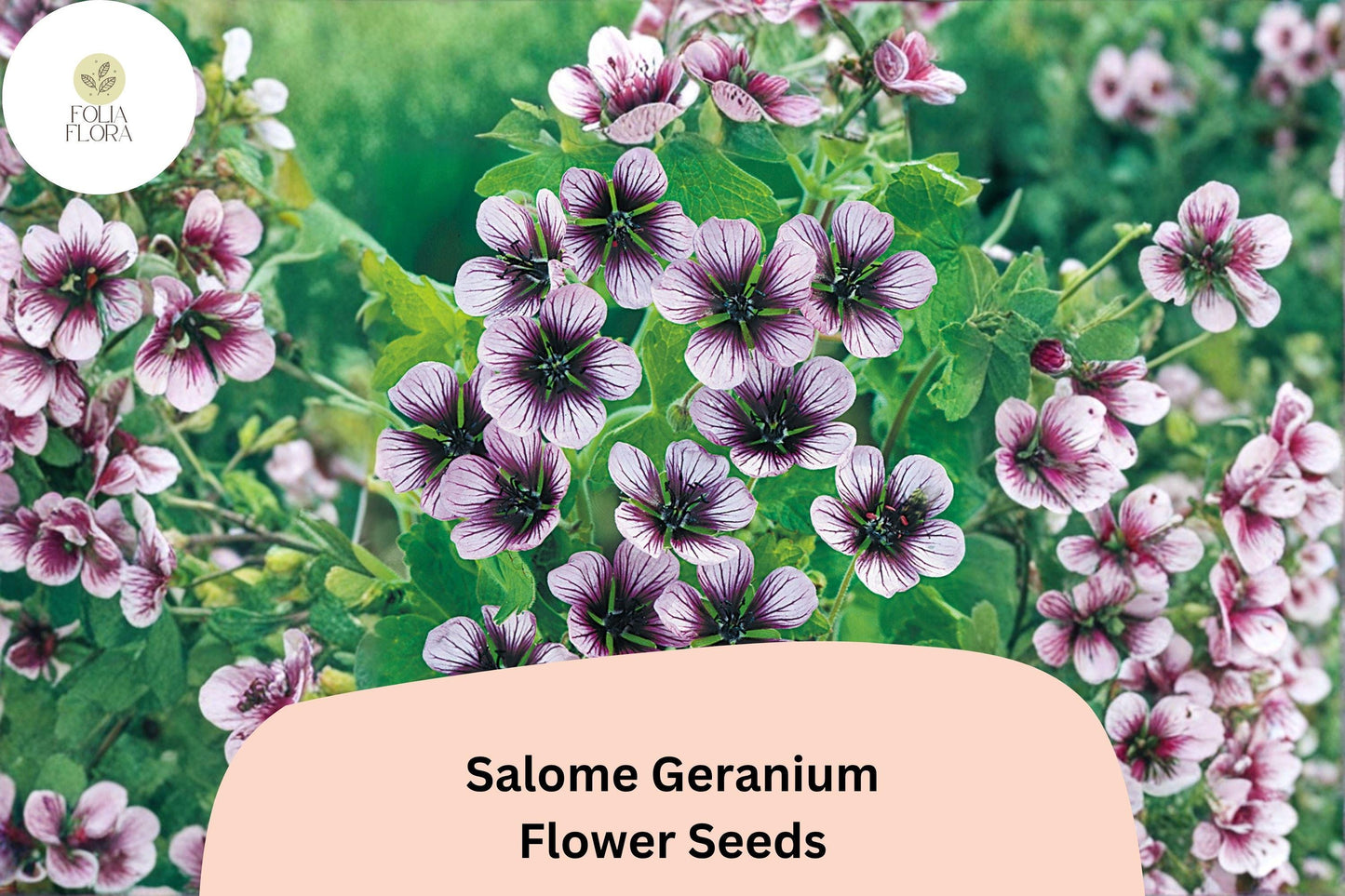 25+ Salome Geranium Seeds | Hardy Perennial Geranium sanguineum Salome Seeds for Garden Borders & Beds
