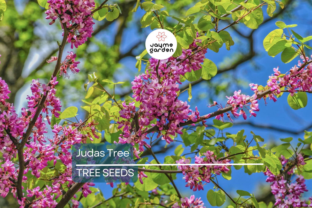 20 Judas Tree Seeds (Cercis siliquastrum) – Mediterranean Redbud, Fast-Growing & Hardy