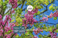 20 Judas Tree Seeds (Cercis siliquastrum) – Mediterranean Redbud, Fast-Growing & Hardy