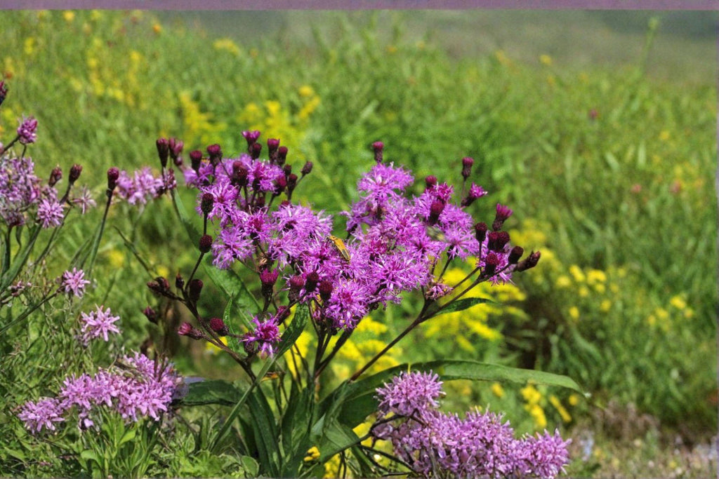 New York Ironweed – Vernonia noveboracensis 100 Seeds | Native Wildflower | Open-Pollinated