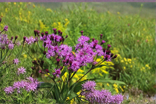 New York Ironweed – Vernonia noveboracensis 100 Seeds | Native Wildflower | Open-Pollinated