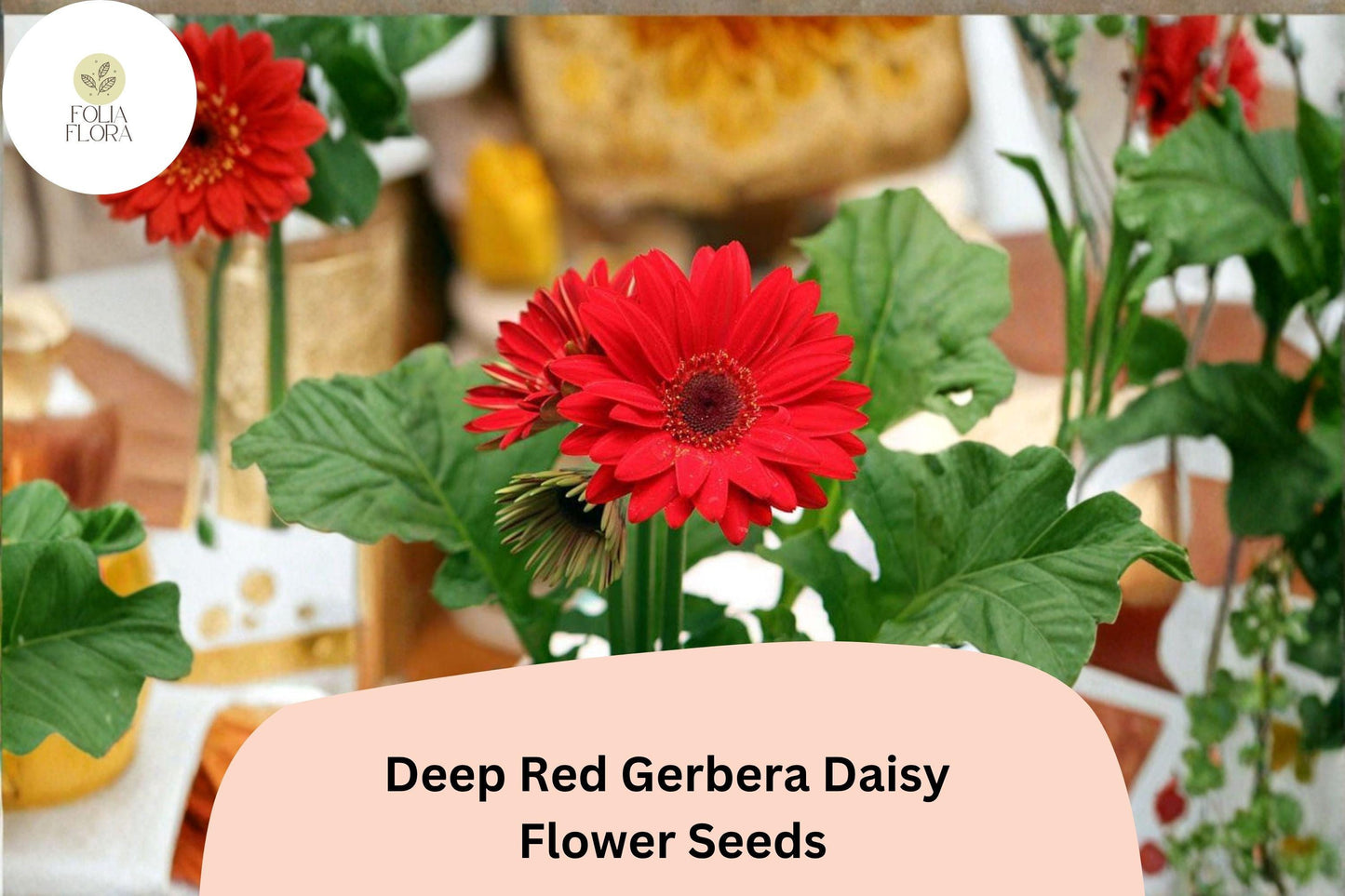 200+ Deep Red Gerbera Daisy Seeds | Gerbera jamesonii | Bright Cut Flower | Perennial Garden Blooms