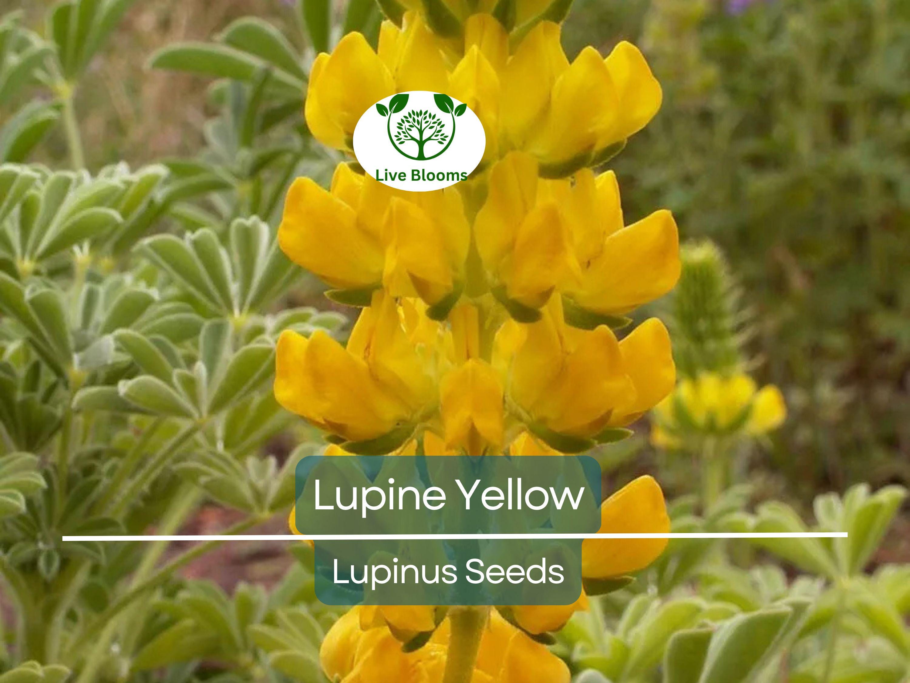 50 Seeds Lupine Yellow Annual (Lupinus) Drought-Tolerant, Non-GMO, Attracts Hummingbirds & Honey Bees, Vibrant Garden Flowers