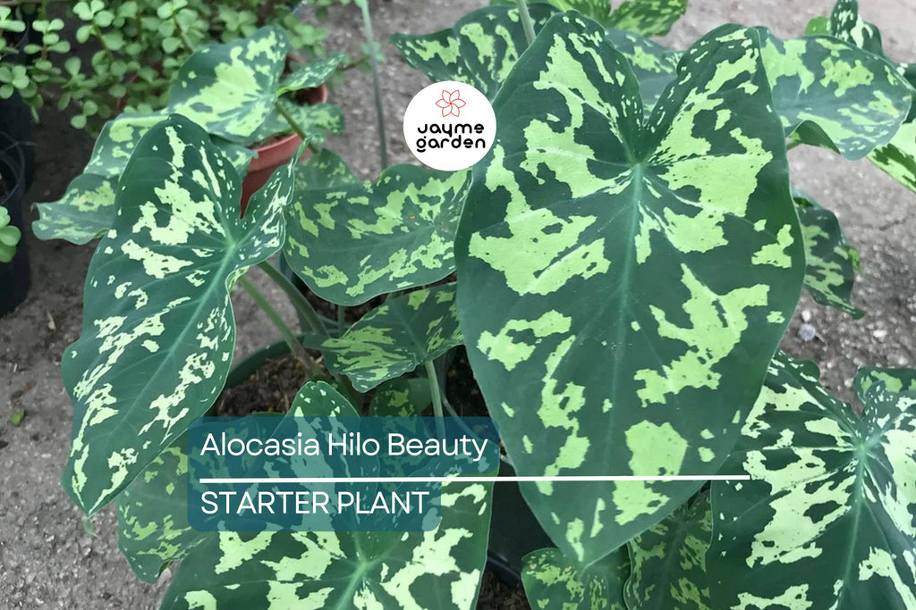 Alocasia Hilo Beauty Starter Plant (1'-2') | Tropical Indoor/Outdoor Plant | Low-Maintenance Houseplant for Humid Environments