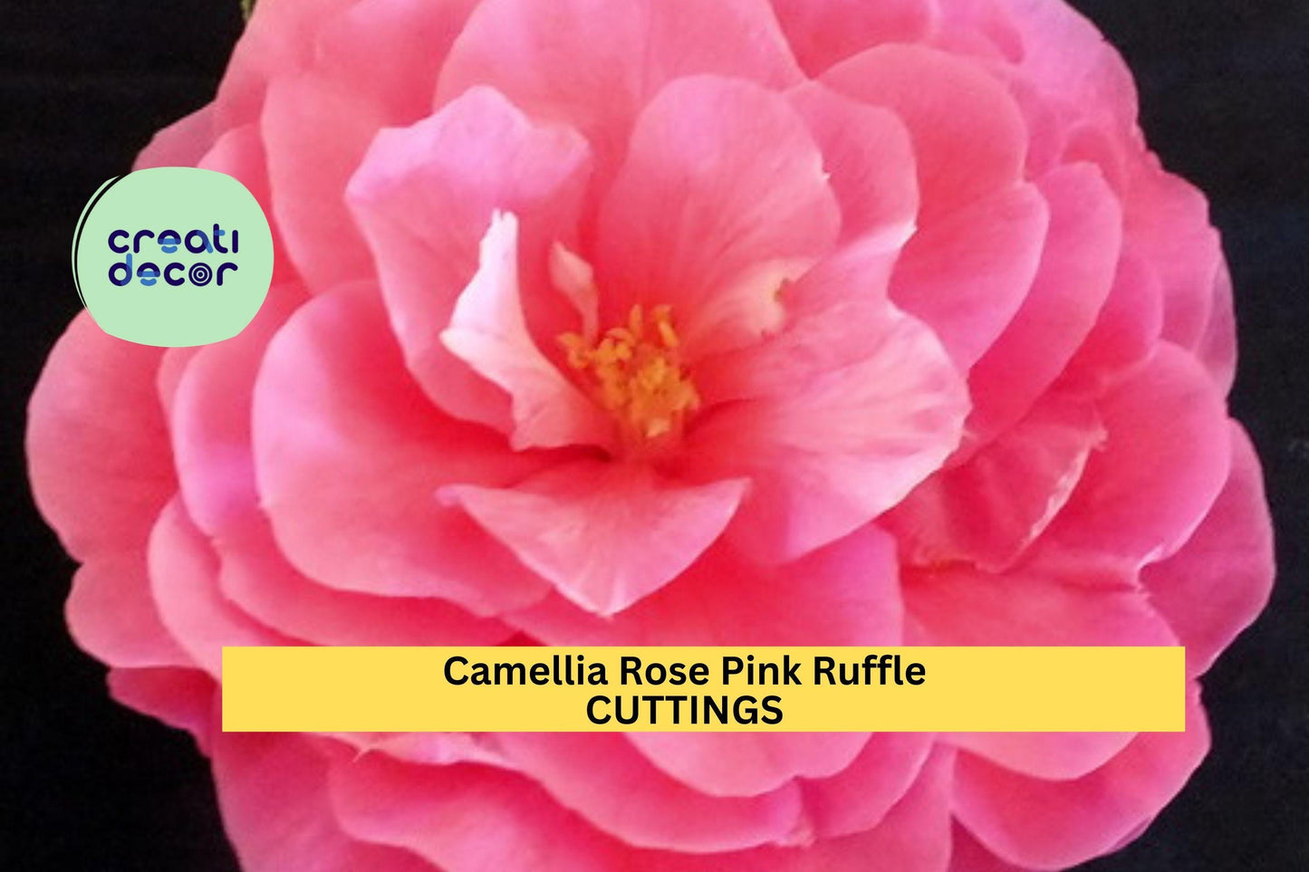10 Camellia Rose Pink Ruffle Cuttings – Unrooted Flowering Shrub | 5” Blooms Feb–May | Camellia japonica for Garden or Container Planting